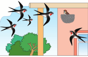 Таранчы менен чабалекей
