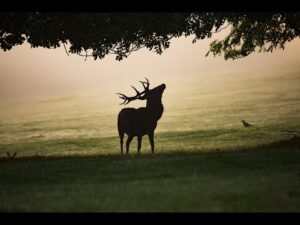 Аалы Токомбаев — Акай мерген